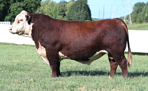 Churchill Equity 3316L
