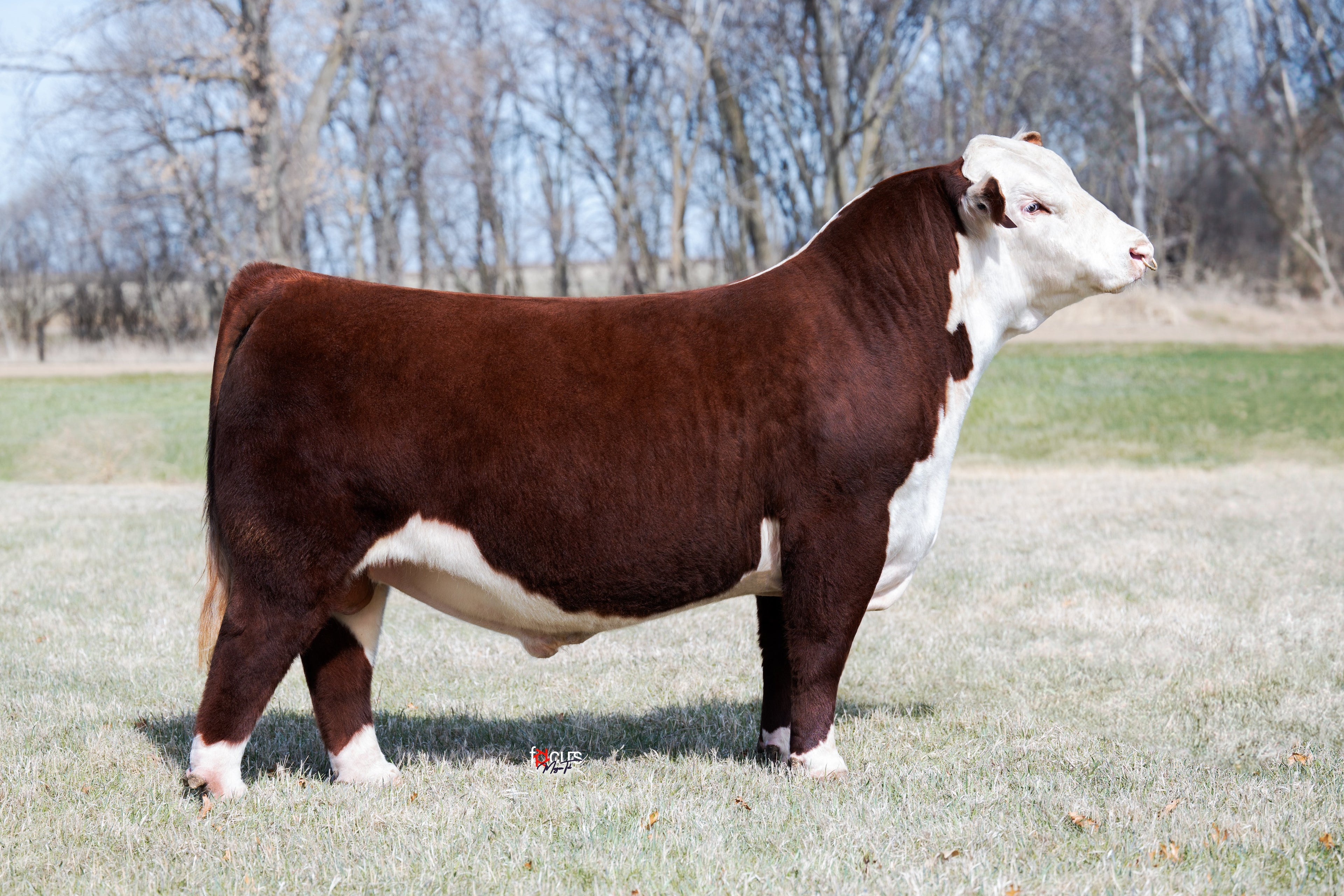ECR HDF Travis 3503 ET