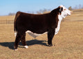 JDH ND DH 837F Clean Slate 73N